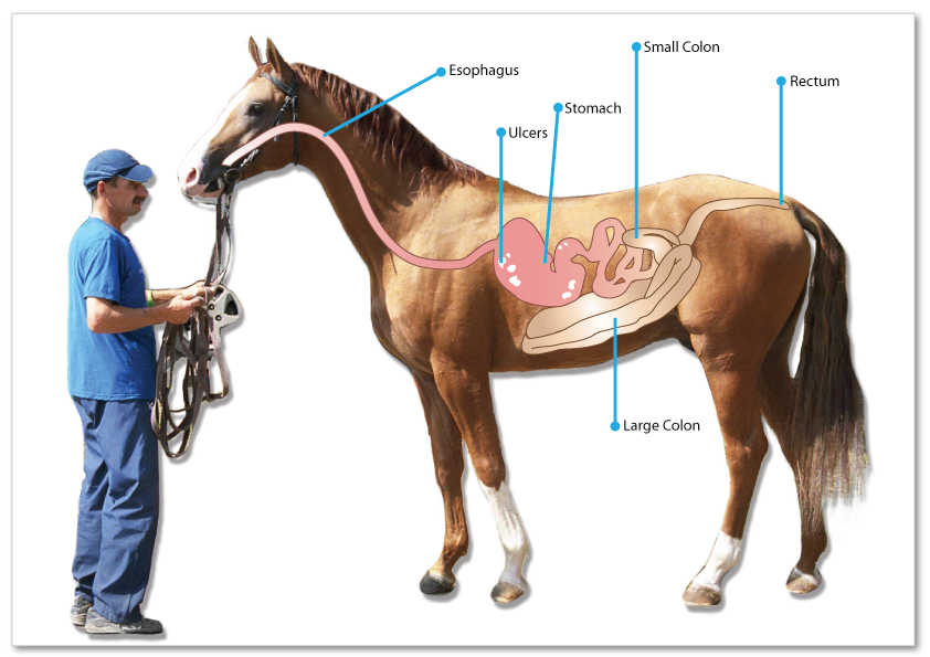 Gastric Ulcers in Horses - Ron Fields Nutrition - Natural ulcer ...