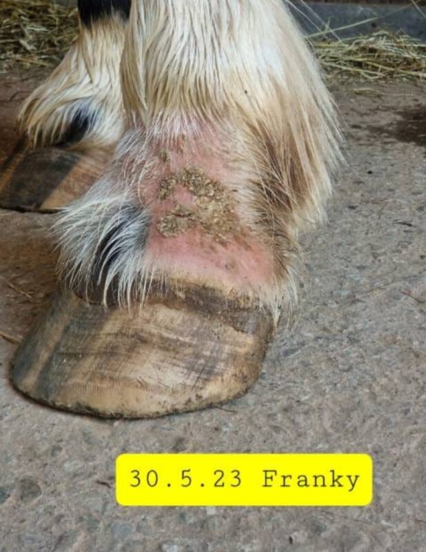 Franky before Remount