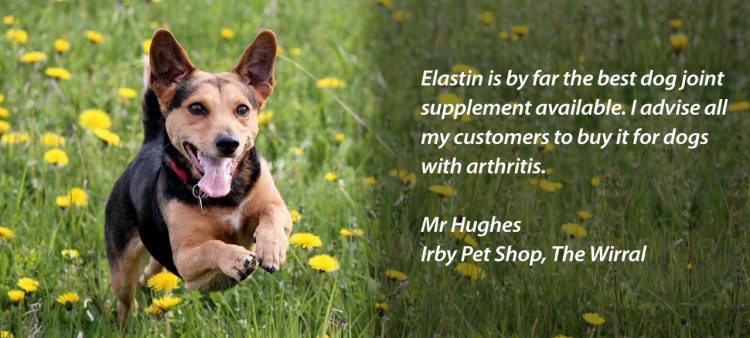 Dog arthritis supplement