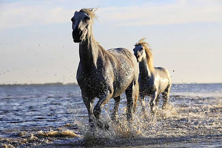 Equine Nutritional Supplements