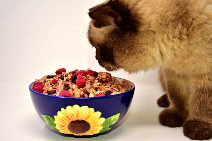 Natural pet nutrition