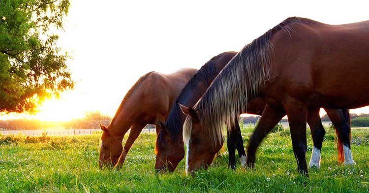 Horses Eating