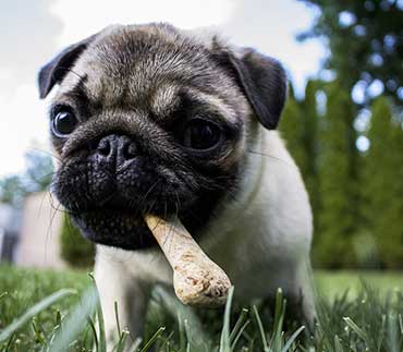 Heathy Pet Nutrition for Dogs