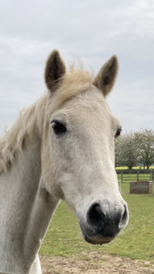 Buzz the Horse- Mare 21 testimonial