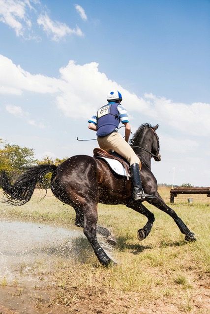 Stomach ulcers in horses