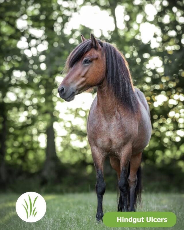 HInd Gut Ulcers in Horses