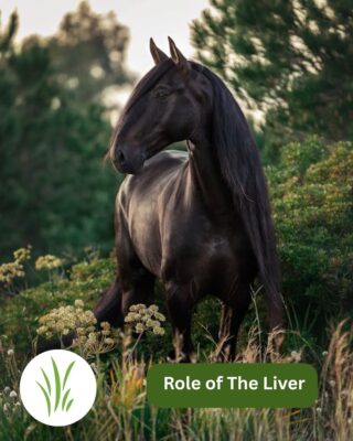 Liver function in horses
