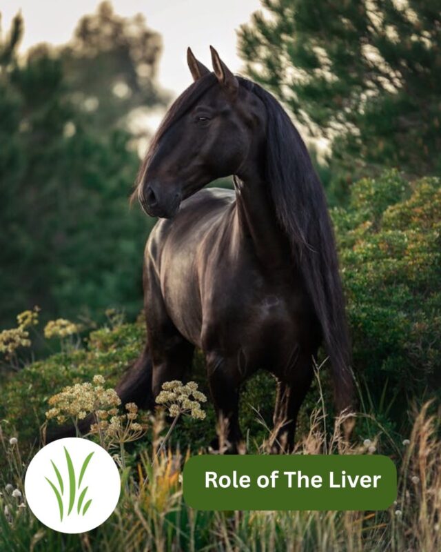 Liver function in horses