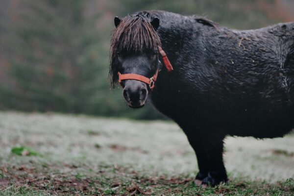Equine metabolic syndrome (EMS)